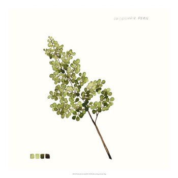 Watercolor Leaf Study III by Grace Popp art print
