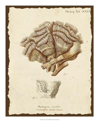 Natura Coral II by Johann Esper art print