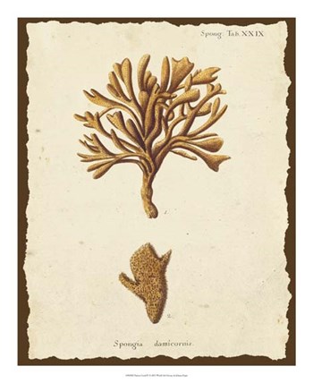Natura Coral IV by Johann Esper art print