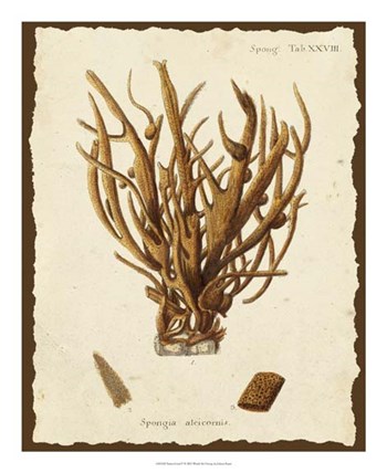 Natura Coral V by Johann Esper art print