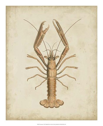 Crustaceans I by James Sowerby art print