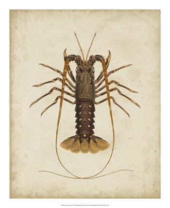 Crustaceans II by James Sowerby art print