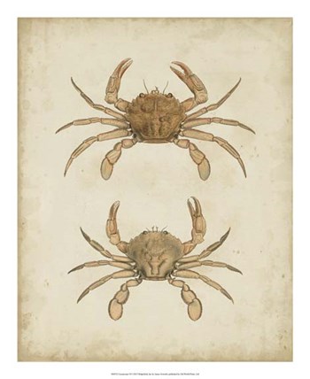 Crustaceans VI by James Sowerby art print