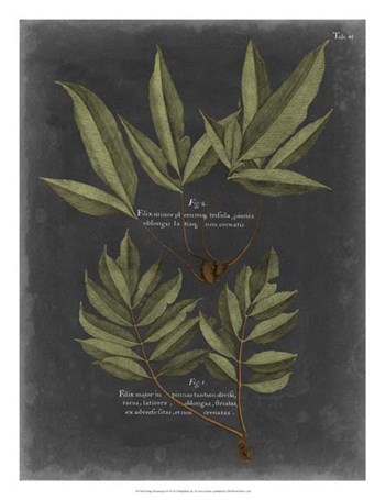 Foliage Dramatique IV by Vision Studio art print