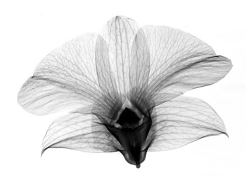 Dendrobium On Back  X-Ray Orchid by Bert Myers art print