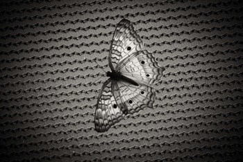 Butterfly Contrast by Chris Moyer art print