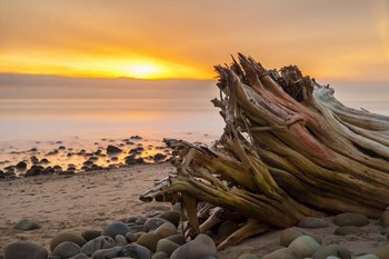 Driftwood Sunset by Chris Moyer art print