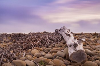Driftwood View by Chris Moyer art print