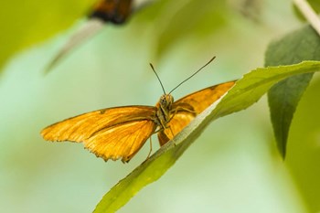The Lookout by Chris Moyer art print
