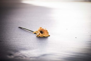 Even Daisies Have Bad Days by Chris Moyer art print