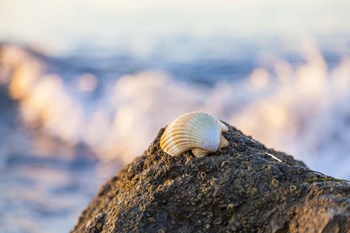 Shellview Surf by Chris Moyer art print