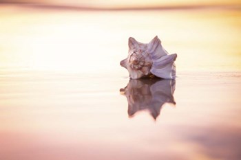 King of the Beach by Chris Moyer art print