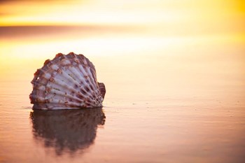 Battered But Beautiful by Chris Moyer art print