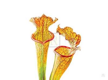 Rosie Sanders - Pitcher Plants II [Ed 99] by Rosie Sanders art print