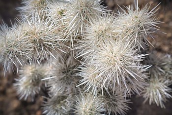 Cholia by Janice Sullivan art print