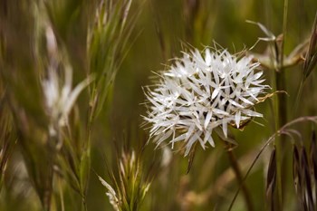 Antelope Valley by Janice Sullivan art print