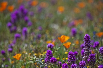 Poppies Purple Forground by Janice Sullivan art print