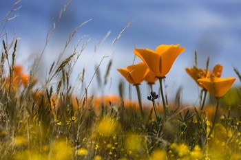 Poppy by Janice Sullivan art print