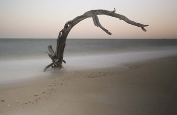 Anthropomorph by Geoffrey Ansel Agrons art print