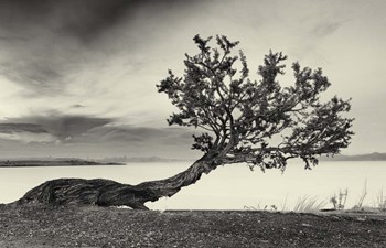 Abnegation by Geoffrey Ansel Agrons art print