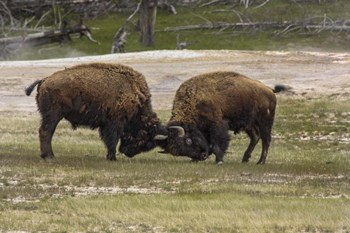 Bison Bulls Sparing by Galloimages Online art print