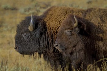 Bison Duo by Galloimages Online art print