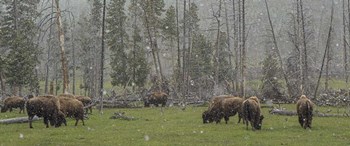 Bison Grazing in Snow by Galloimages Online art print