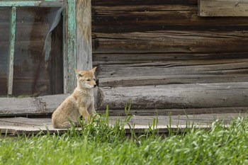 Coyote By Log Cabin Door by Galloimages Online art print