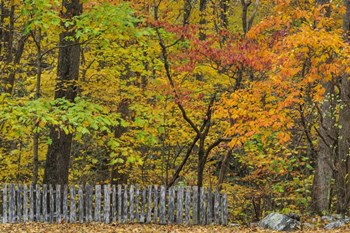 Fall Fence Scene by Galloimages Online art print