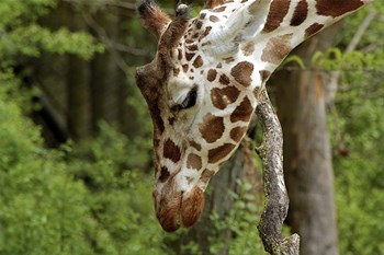 Giraffe 2 by Galloimages Online art print