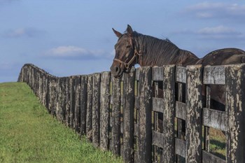 Hanging Out by Galloimages Online art print