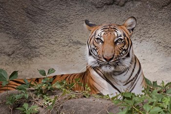 Malayan Tigress by Galloimages Online art print