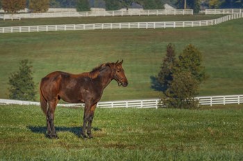 Out Standing In His Field by Galloimages Online art print