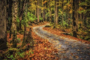 Path In Greenbrier Watercolor by Galloimages Online art print