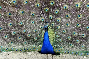 Peacock 1 by Galloimages Online art print