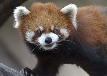 Red Panda by Galloimages Online art print