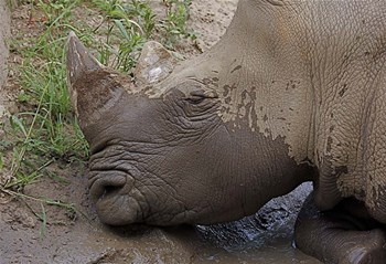 Rhino by Galloimages Online art print