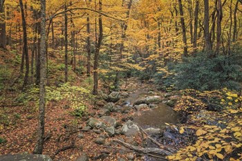 Roaring Fork Stream by Galloimages Online art print