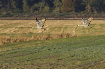 Sandhills Take Flight by Galloimages Online art print