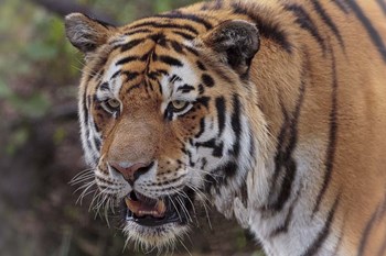 Tiger by Galloimages Online art print