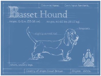 Blueprint Basset Hound by Ethan Harper art print