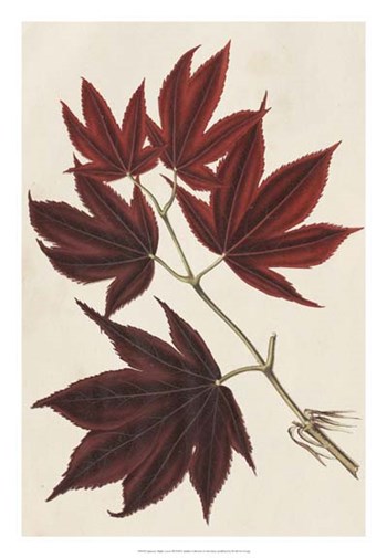 Japanese Maple Leaves III by Stroobant art print