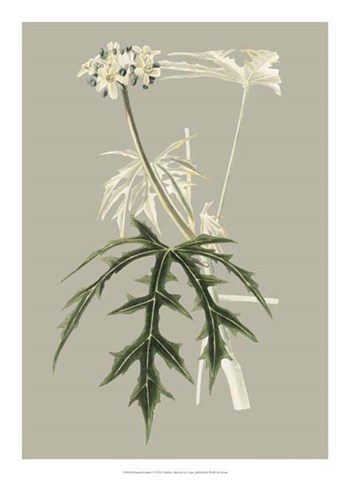 Botanical Cabinet V by E. Cooke art print