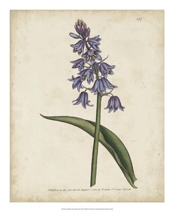 Lavender Curtis Botanicals II by Edward S. Curtis art print