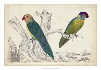 Parrot Pair II art print