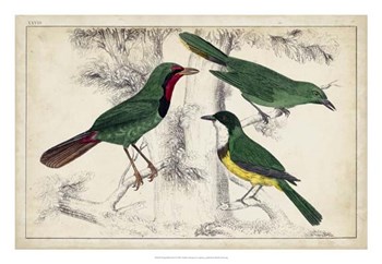 Tropical Bird Trio I art print