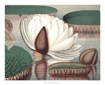Vintage Water Lily I by Vision Studio art print