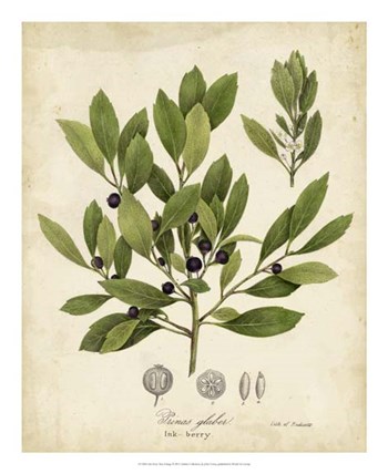 Ink-berry Tree Foliage by John Torrey art print