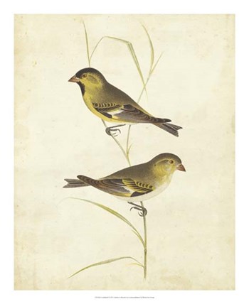 Goldfinch by Cassin art print