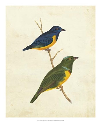 Peruvian Tanager I by Cassin art print